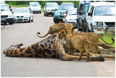 leones